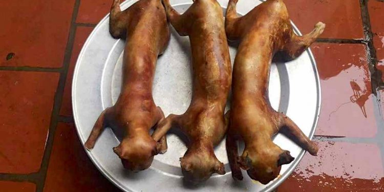 Tìm hiểu chung về thịt mèo