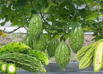 Lợi ích sức khỏe của ăn mướp đắng