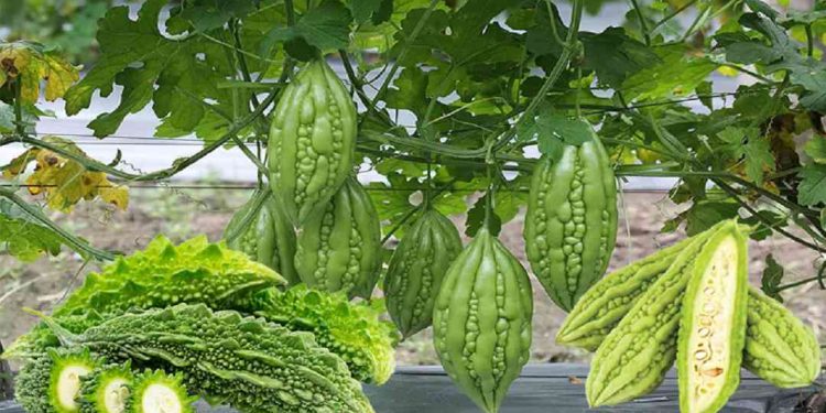 Lợi ích sức khỏe của ăn mướp đắng