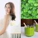 Đi tìm lời giải cho việc bà bầu ăn rau má được không?