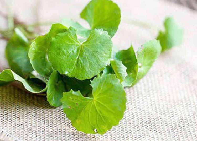 Rau má có tác dụng gì? Uống nhiều có tốt không?