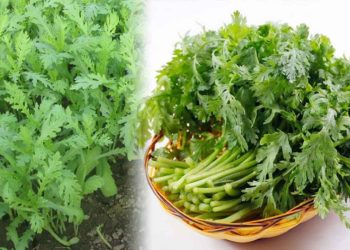 Chuyên gia tiết lộ: 100g rau cải cúc bao nhiêu calo? Thành phần dinh dưỡng