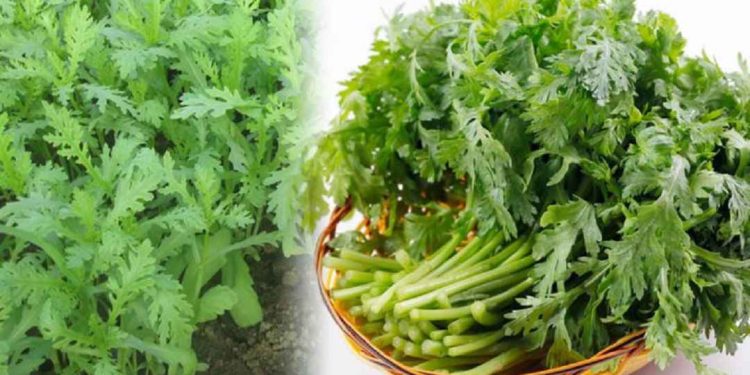 Chuyên gia tiết lộ: 100g rau cải cúc bao nhiêu calo? Thành phần dinh dưỡng