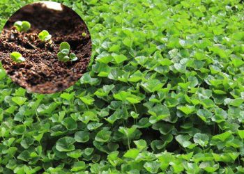 Đất trồng rau má