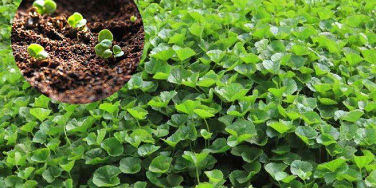 Đất trồng rau má