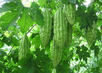 Cách trồng mướp đắng ra nhiều quả?