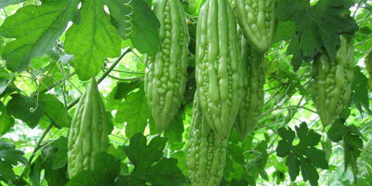 Cách trồng mướp đắng ra nhiều quả?