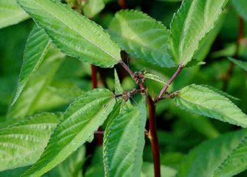 Rau đay có mấy loại – Cây rau đay đỏ