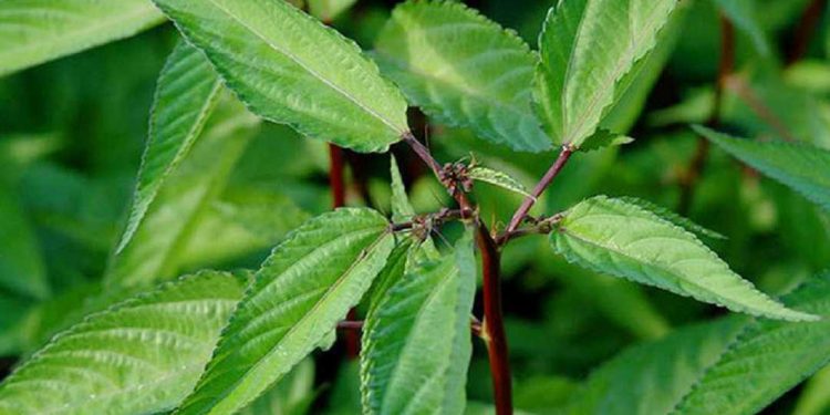 Rau đay có mấy loại – Cây rau đay đỏ