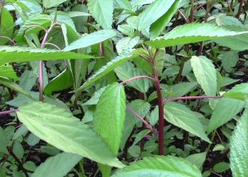 Cách trồng cây rau đay