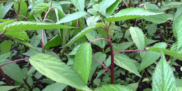 Cách trồng cây rau đay