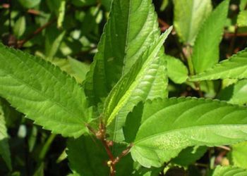 Rau đay kỵ với gì?