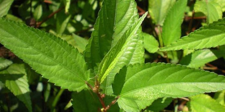 Rau đay kỵ với gì?