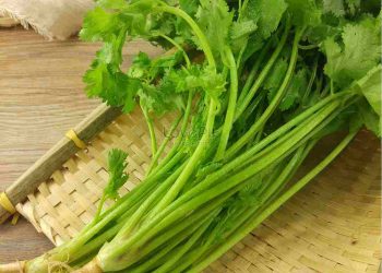 Tổng quan về các công dụng chữa bệnh của rau mùi tây