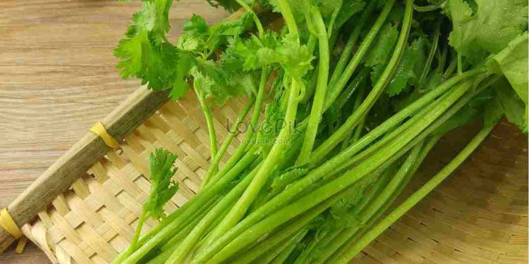 Tổng quan về các công dụng chữa bệnh của rau mùi tây