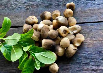 nấm rơm - thực phẩm bổ dưỡng tốt nhất