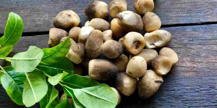 nấm rơm - thực phẩm bổ dưỡng tốt nhất