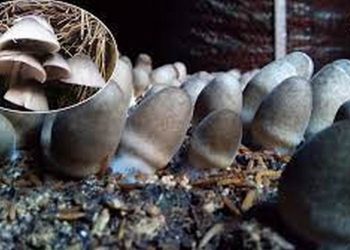 Cách chọn loại nấm rơm phù hợp để trồng