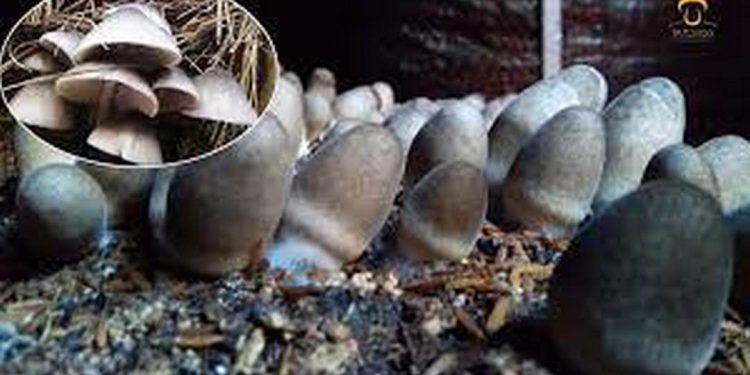 Cách chọn loại nấm rơm phù hợp để trồng