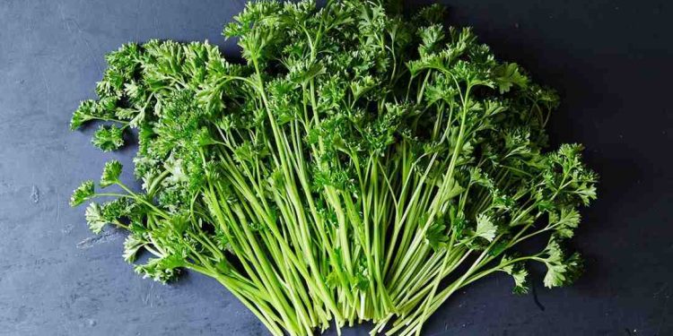 Tổng hợp đặc điểm rau mùi tây