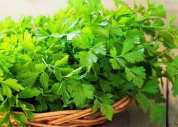 Rau Mùi Tây 