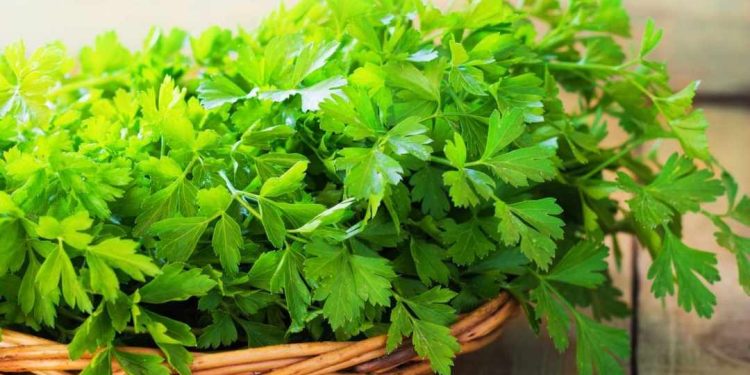 Rau Mùi Tây 