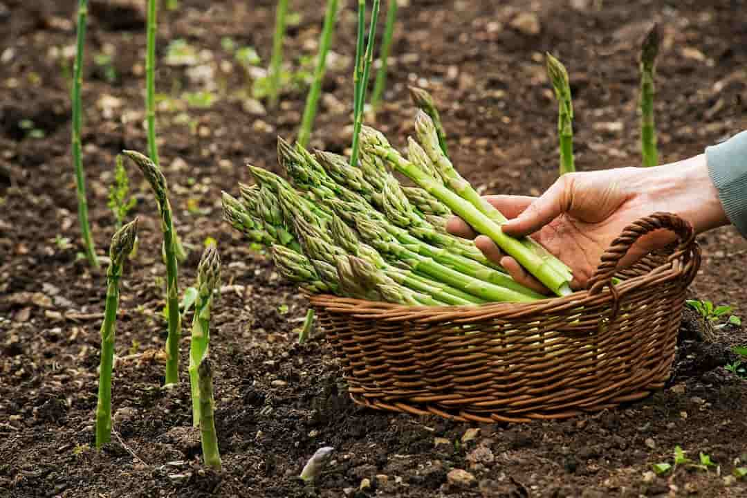 Ăn măng tây giúp giảm mỡ máu