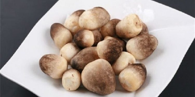 Nấm Có Nguồn Gốc Từ Đâu?