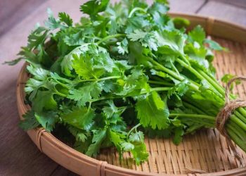 Cách chọn và lựa chọn đất phù hợp để trồng rau mùi tây