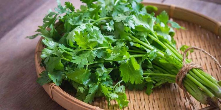 Cách chọn và lựa chọn đất phù hợp để trồng rau mùi tây