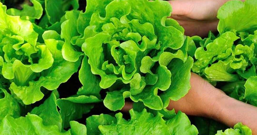 Bí quyết bảo quản rau xà lách để giữ nguyên vị