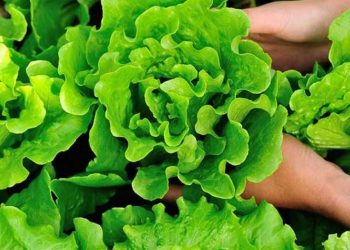 Bí quyết bảo quản rau xà lách để giữ nguyên vị