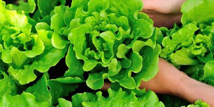 Bí quyết bảo quản rau xà lách để giữ nguyên vị