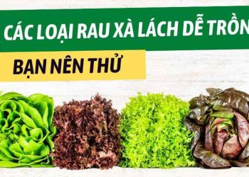 Các loại rau xà lách phổ biến nhất và cách chọn mua