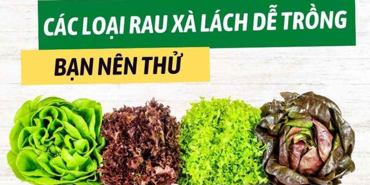 Các loại rau xà lách phổ biến nhất và cách chọn mua