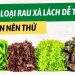 Các loại rau xà lách phổ biến nhất và cách chọn mua