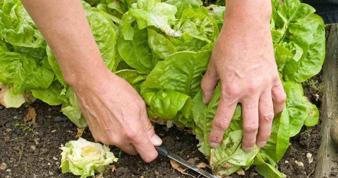 Cách chọn đất phù hợp để trồng rau xà lách