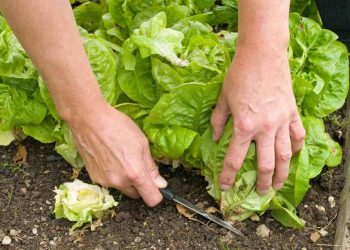 Cách chọn đất phù hợp để trồng rau xà lách