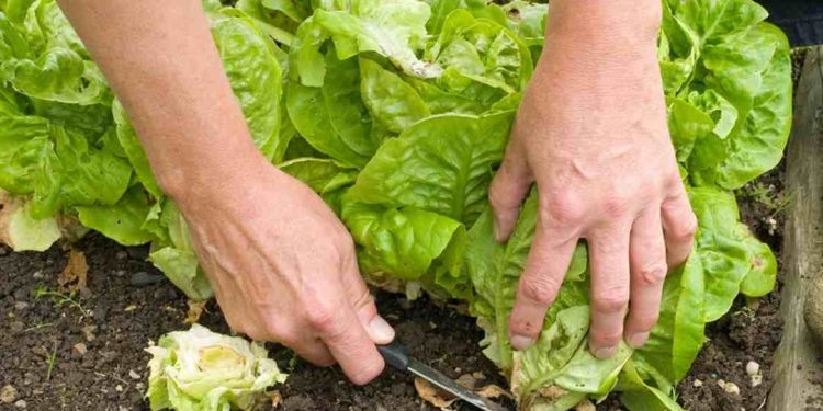 Cách chọn đất phù hợp để trồng rau xà lách