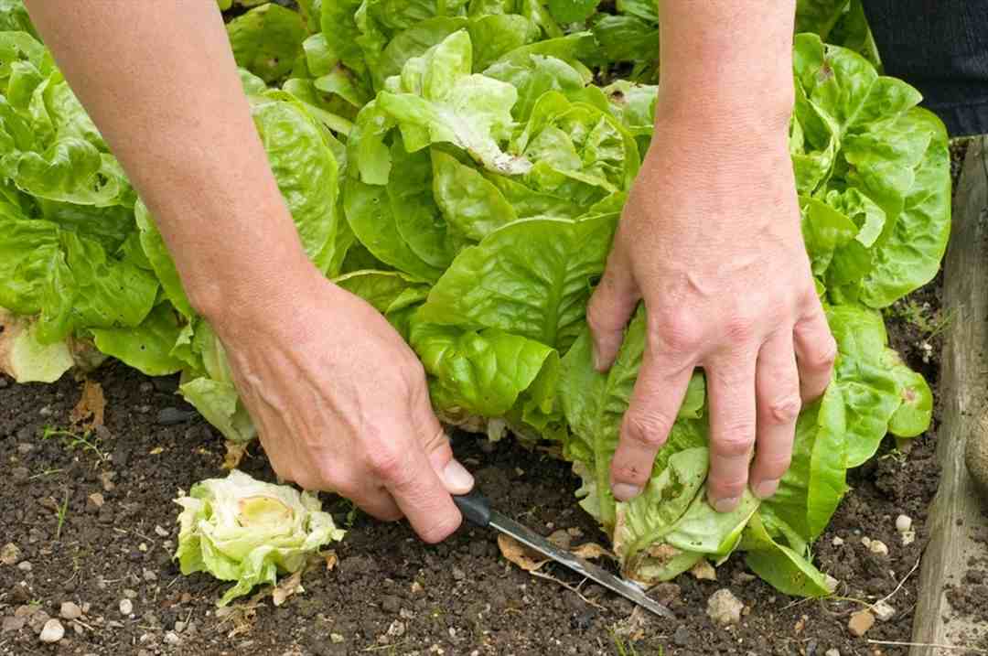 Cách chọn đất phù hợp để trồng rau xà lách
