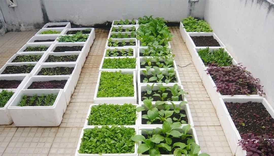Cách chuẩn bị công thức giống và cách trồng rau xà lách