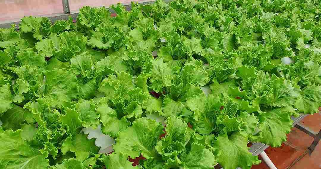 Các tác dụng rau xà lách trên làn da và cân nặng của bạn