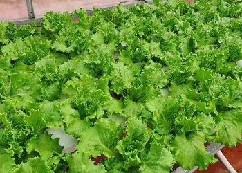 Các tác dụng rau xà lách trên làn da và cân nặng của bạn