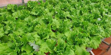 Các tác dụng rau xà lách trên làn da và cân nặng của bạn