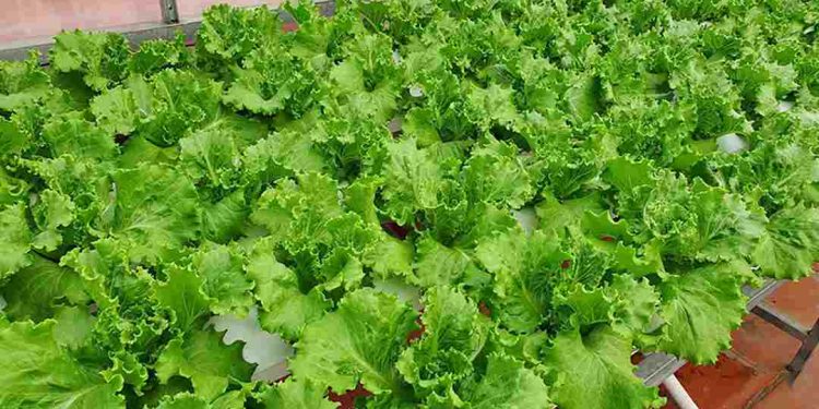 Các tác dụng rau xà lách trên làn da và cân nặng của bạn